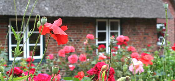 Blühende Mohnblumen vor einem Haus